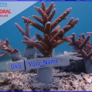 Plant A Coral (PRE-ORDER) Kep. Seribu Jakarta