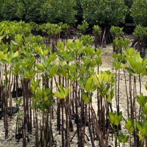 Plant Mangrove